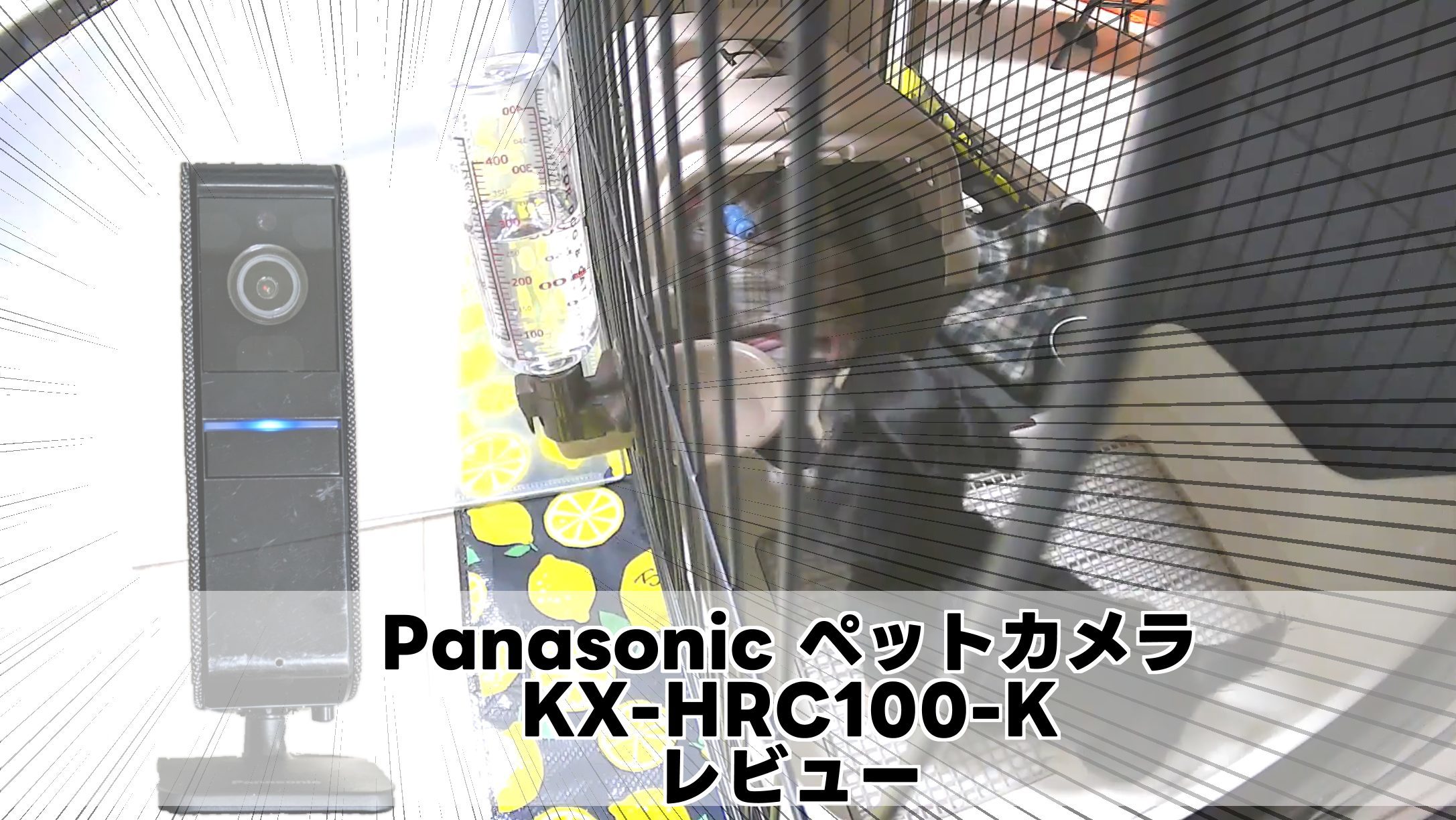 Panasonic ペットカメラKX-HRC100-Kをレビュー！愛犬と2年以上使用した 